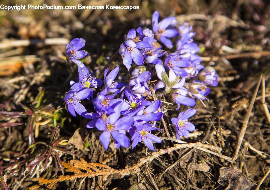Blossom, Crocus, Flora, Flower, Plant, Lupin, Violet