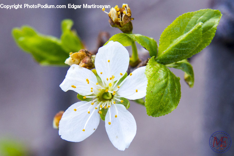 Blossom, Flora, Flower, Plant, Logo, Trademark, Pollen