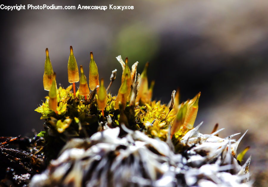 Moss, Plant, Conifer, Fir, Tree, Flora, Pollen