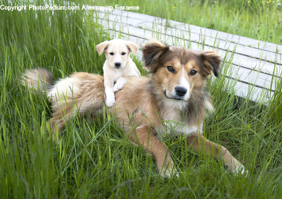 Animal, Canine, Dog, Golden Retriever, Mammal, Pet, Collie
