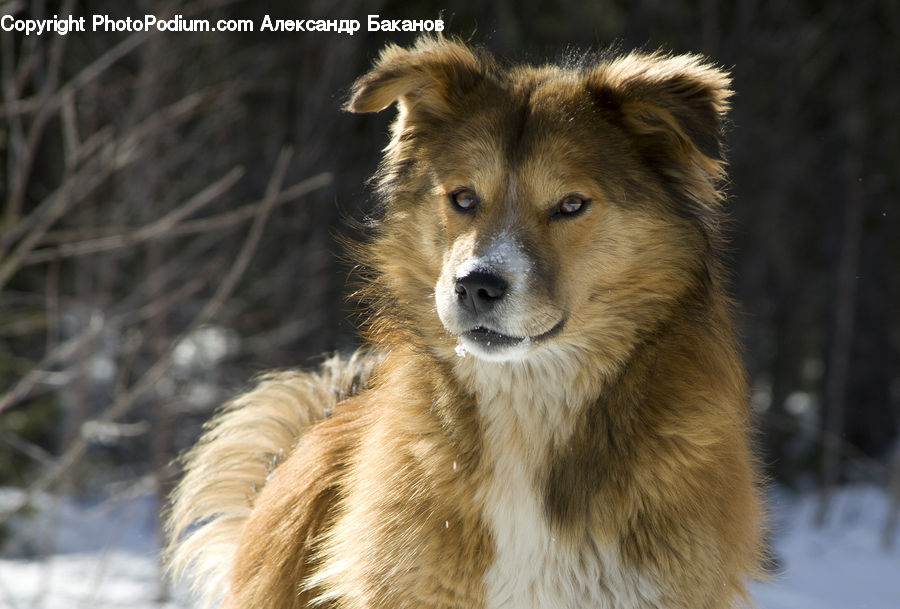 Animal, Canine, Collie, Dog, Mammal, Pet, Fox