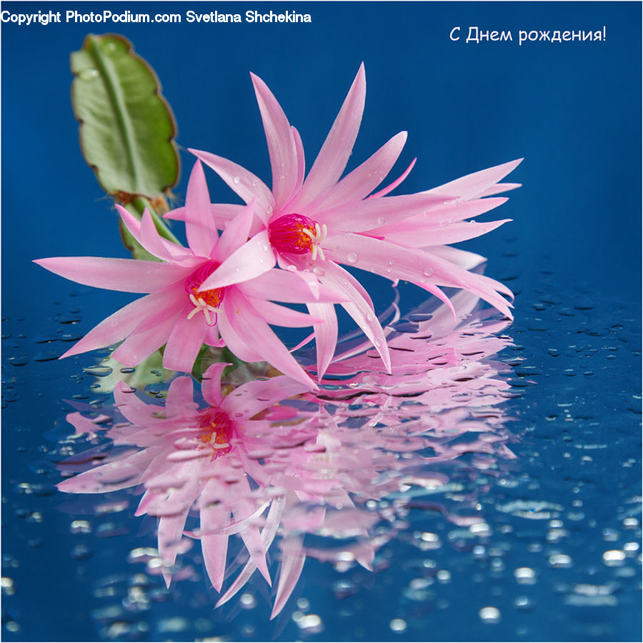 Flower, Lily, Plant, Pond Lily, Blossom, Flora, Floral Design