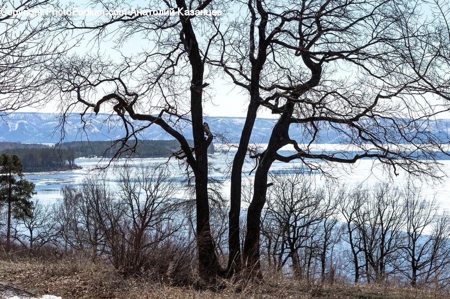 Plant, Tree, Oak, Wood, Landscape, Nature, Scenery
