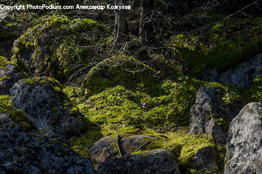 Moss, Plant, Forest, Jungle, Rainforest, Vegetation, Rock