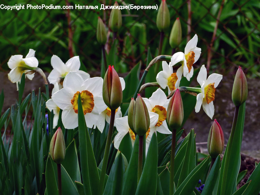 Blossom, Daffodil, Flora, Flower, Plant, Crocus, Amaryllidaceae