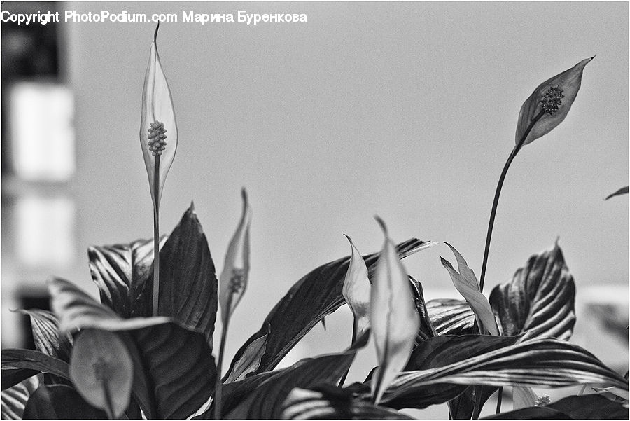 Fiber, Flax, Flora, Flower, Plant, Bird, Dove