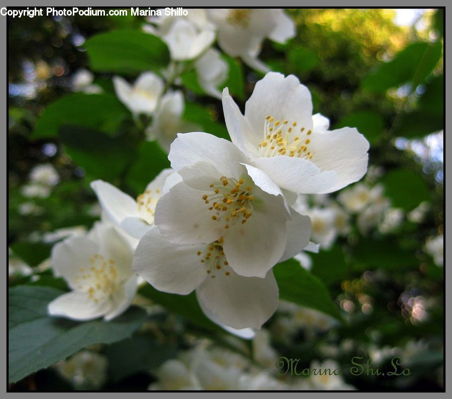 Blossom, Flora, Flower, Plant, Cherry Blossom, Pollen, Petal