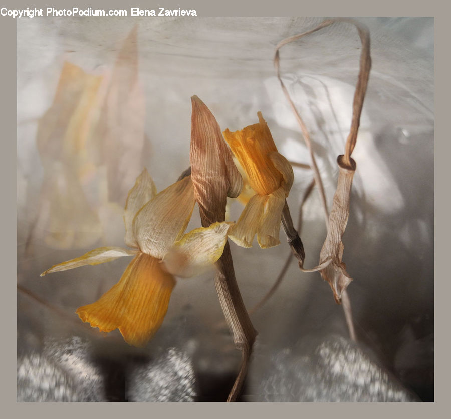 Blossom, Crocus, Flora, Flower, Plant, Iris, Accessories
