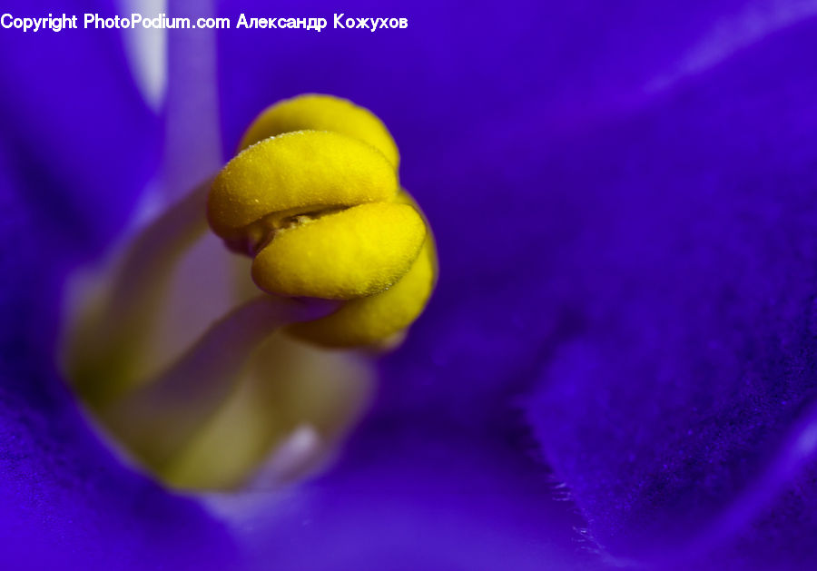 Bud, Plant, Blossom, Crocus, Flora, Flower, Violet