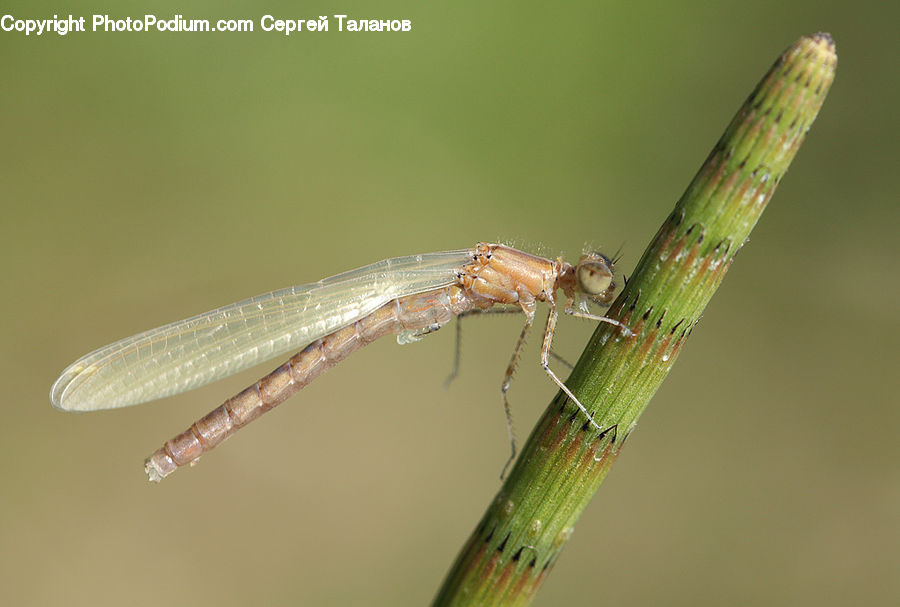 Anisoptera, Dragonfly, Insect, Invertebrate