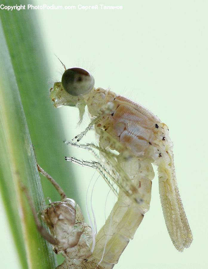 Aphid, Insect, Invertebrate, Cricket Insect, Grasshopper, Ant, Asilidae