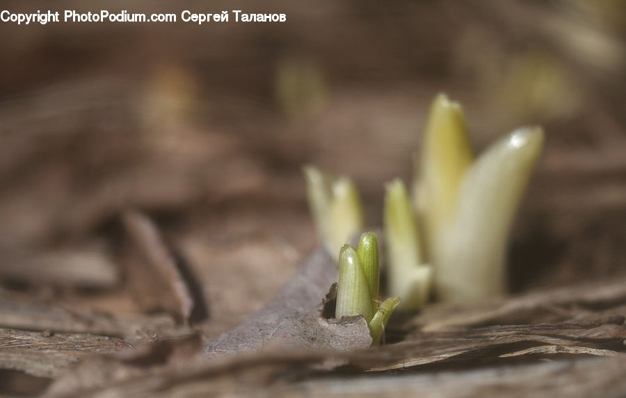 Bean Sprout, Food, Sprout, Plant