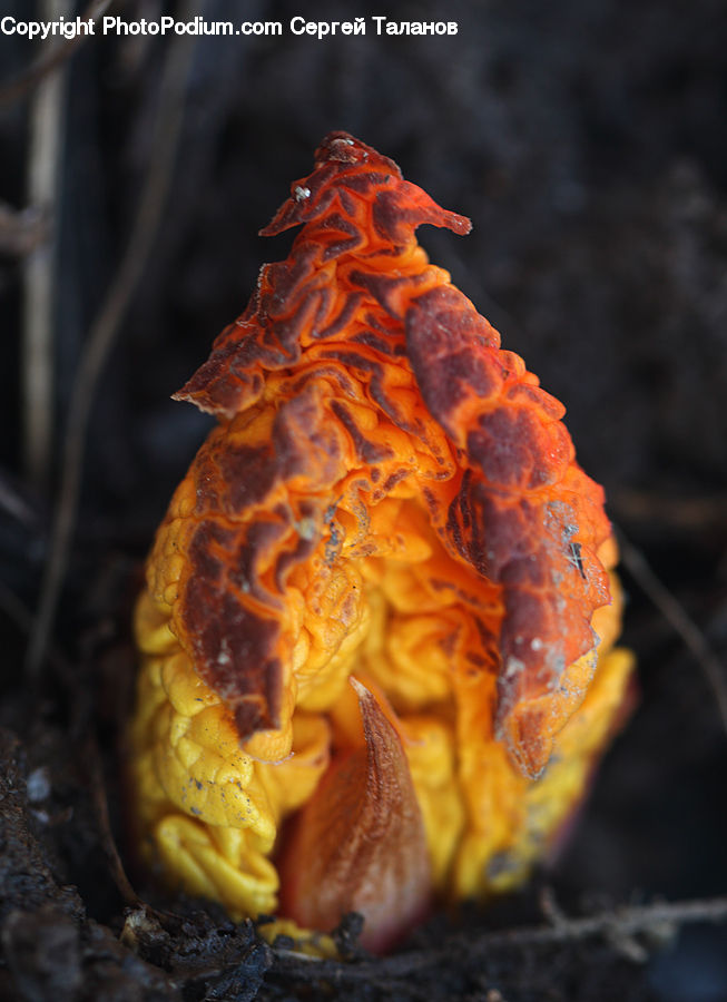 Agaric, Amanita, Fungus, Mushroom, Plant, Food, Bbq
