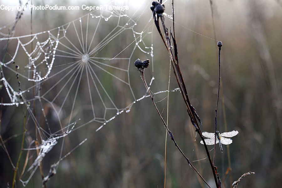Arachnid, Garden Spider, Insect, Invertebrate, Spider, Anisoptera, Dragonfly
