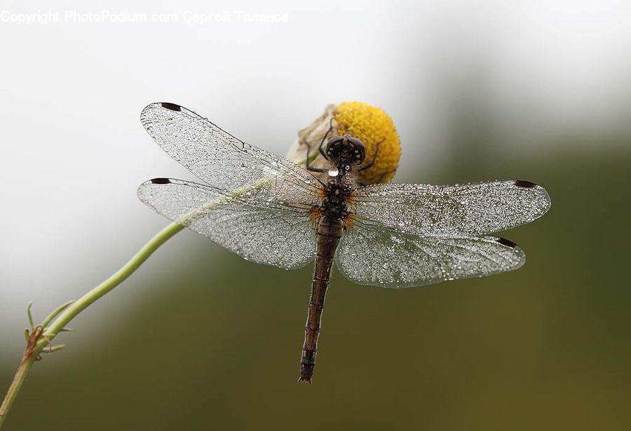 Anisoptera, Dragonfly, Insect, Invertebrate, Mantis, Plant, Blossom