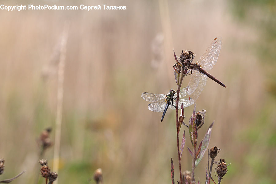 Anisoptera, Dragonfly, Insect, Invertebrate, Arachnid, Garden Spider, Spider