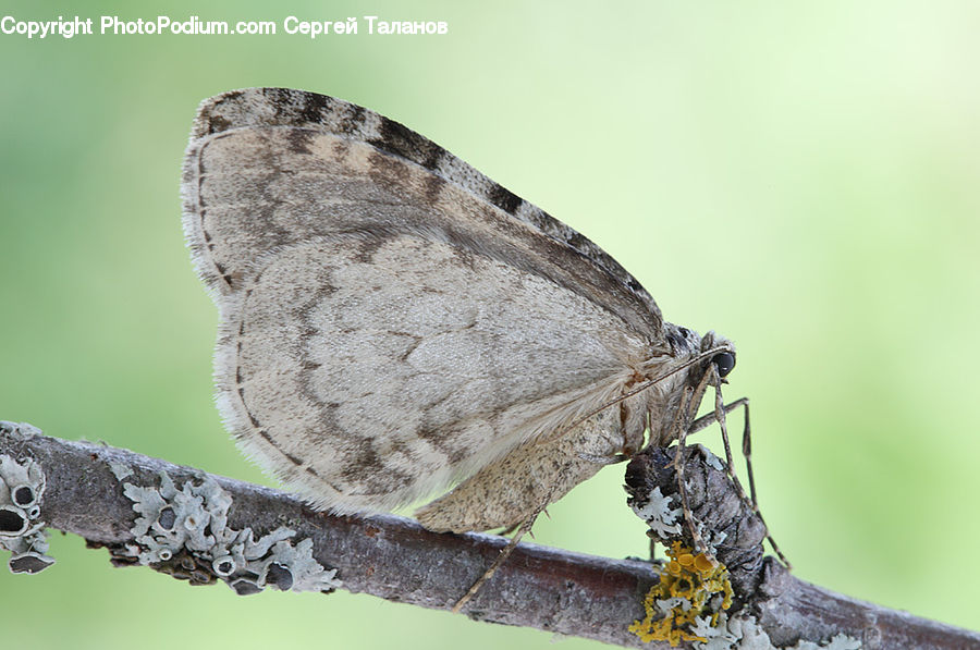 Butterfly, Insect, Invertebrate, Accipiter, Bird, Anisoptera, Dragonfly