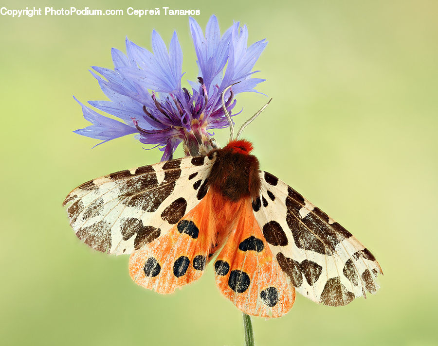 Butterfly, Insect, Invertebrate, Bee, Aster, Blossom, Flower