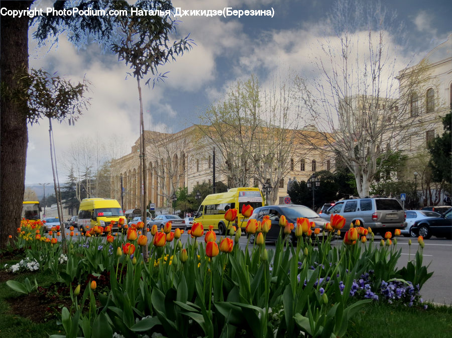 Blossom, Flora, Flower, Plant, Tulip, Daffodil, Crocus