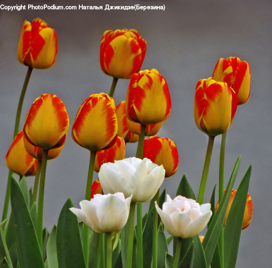 Blossom, Flora, Flower, Plant, Tulip, Crocus