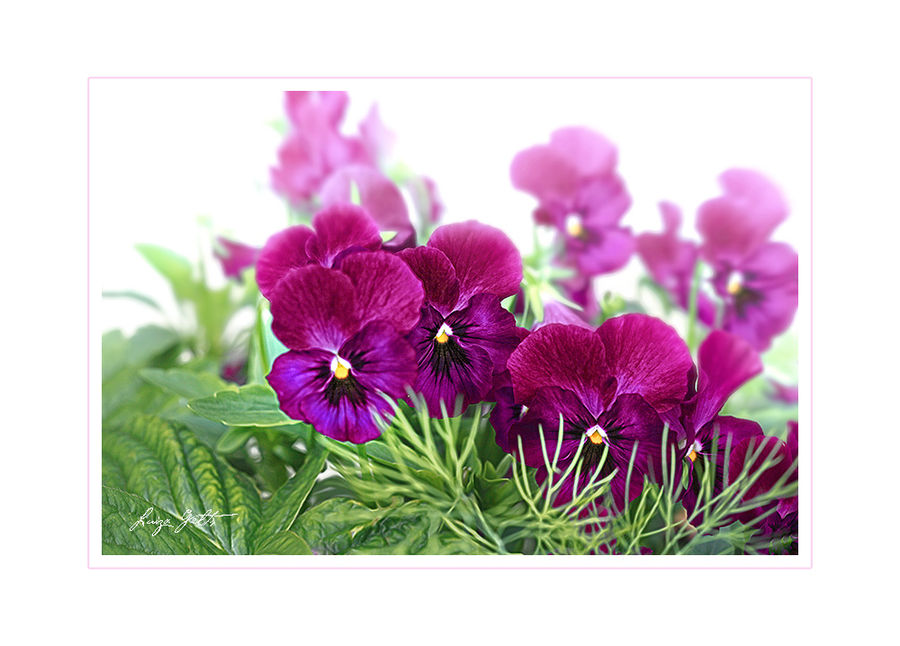 Blossom, Flora, Flower, Geranium, Plant, Violet, Petal