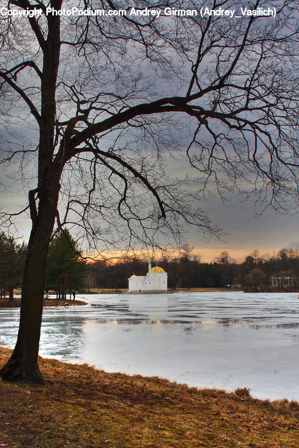 Plant, Tree, Oak, Wood, Conifer, Fir, Landscape