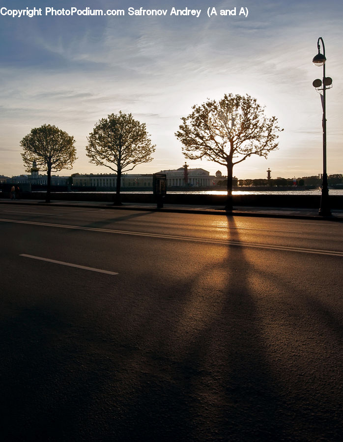 Plant, Tree, Asphalt, Tarmac, Oak, Wood, Dirt Road