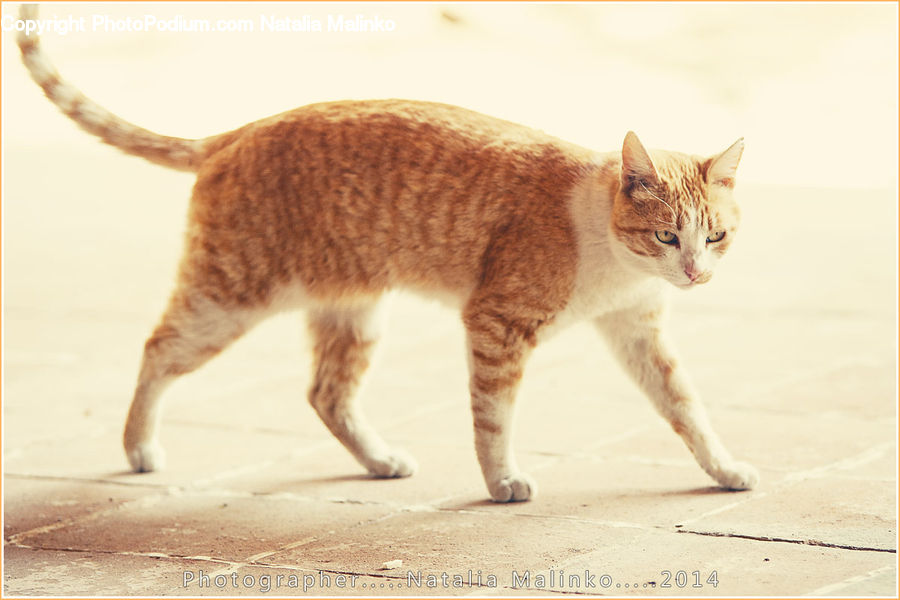 Abyssinian, Animal, Cat, Mammal, Pet, Manx, Kitten