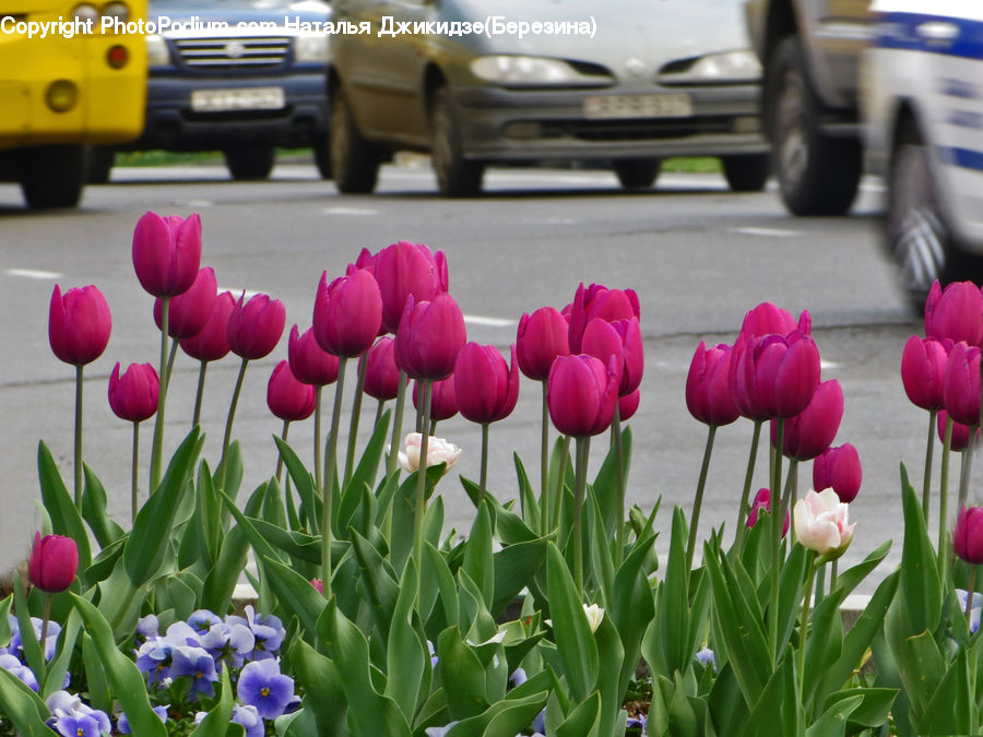 Blossom, Flora, Flower, Plant, Tulip, Automobile, Car