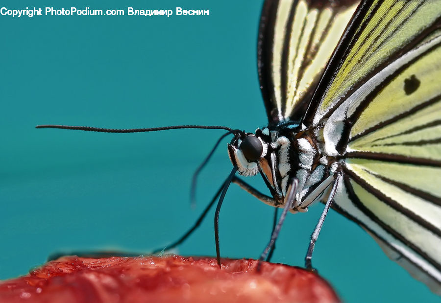 Insect, Invertebrate, Mosquito, Butterfly, Arachnid, Black Widow, Garden Spider