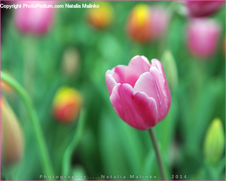 Blossom, Flora, Flower, Plant, Tulip, Crocus, Carnation