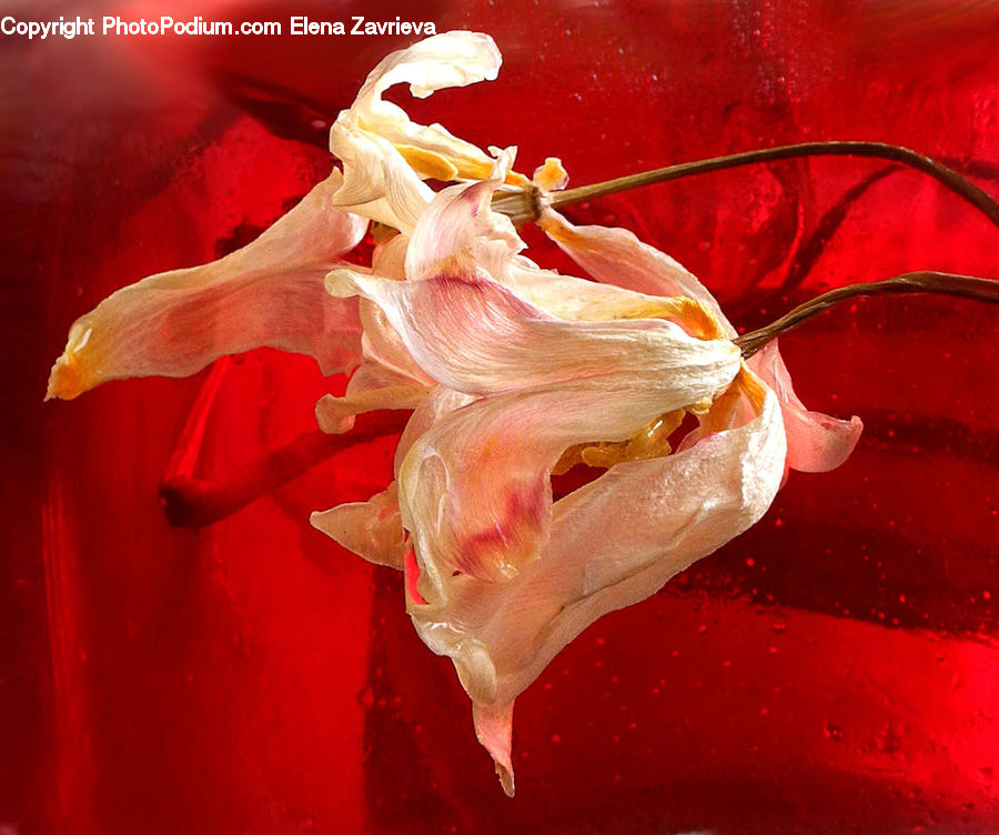 Flora, Flower, Gladiolus, Plant, Garlic, Blossom, Lily