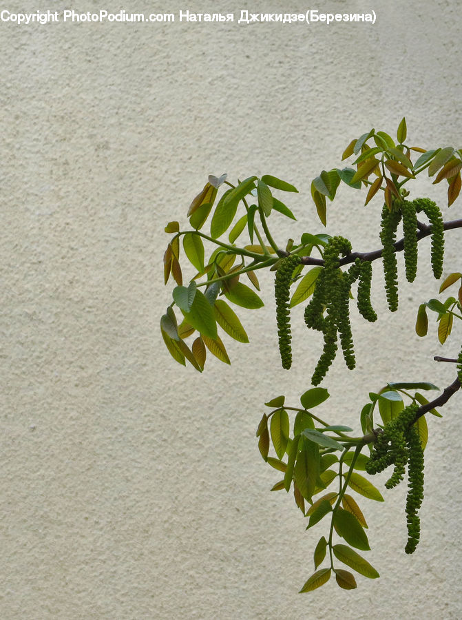 Fern, Plant, Herbs, Parsley, Leaf, Vine, Blossom