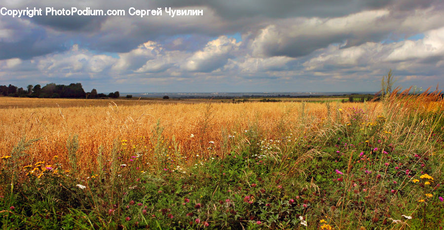 Field, Grass, Grassland, Land, Outdoors, Plant, Nature