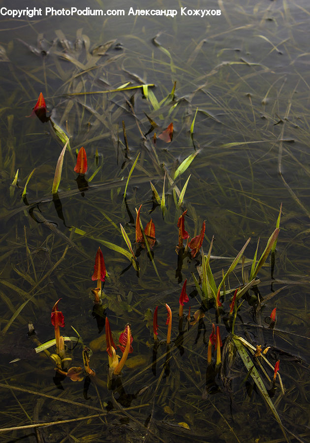 Carp, Fish, Koi, Sea Life, Plant, Blossom, Flora