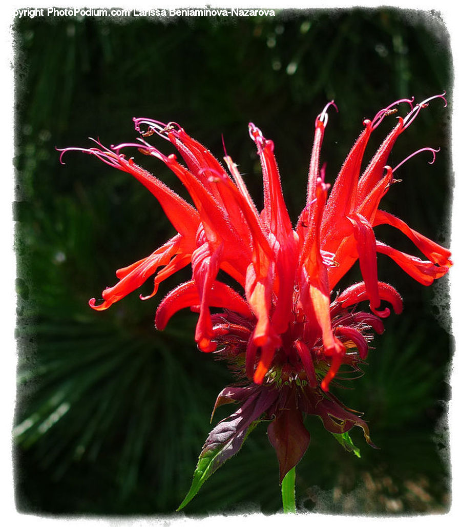 Flora, Flower, Gladiolus, Plant, Blossom, Geranium, Dahlia