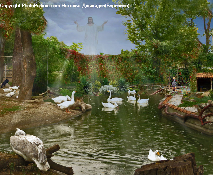 Bird, Duck, Teal, Waterfowl, Plant, Tree, Fountain