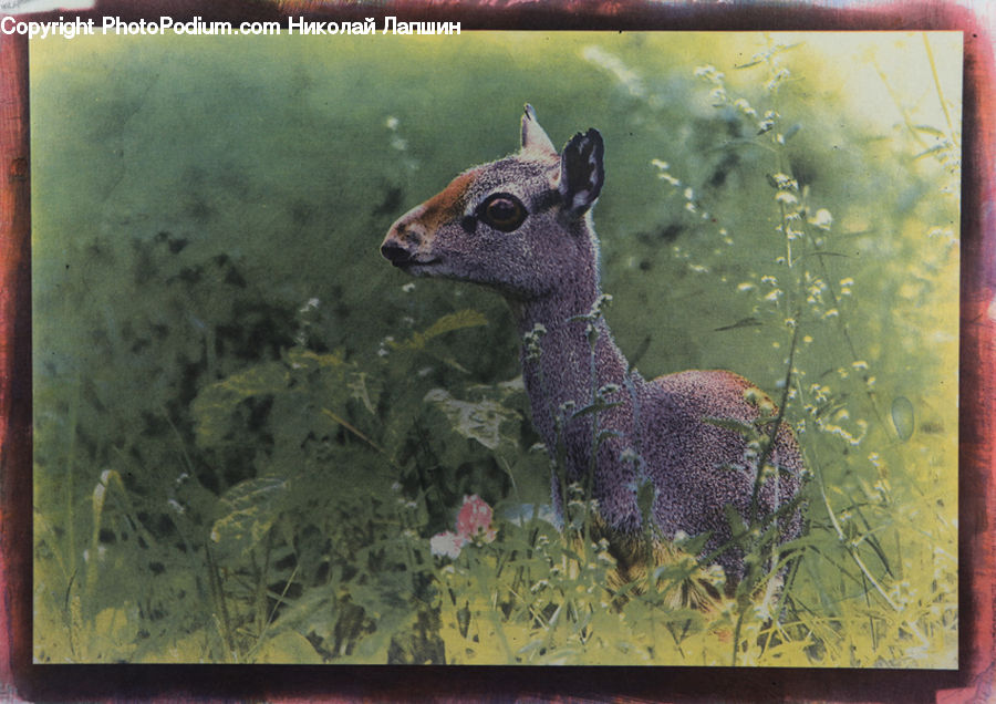 Animal, Deer, Mammal, Wildlife, Amphibian, Frog, Alcyonacea