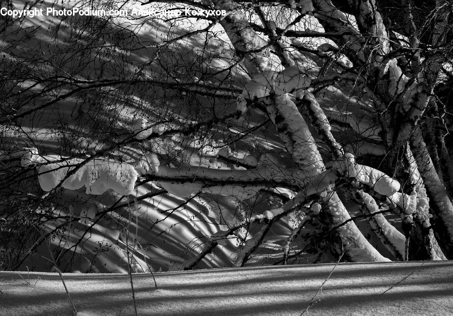 Plant, Tree, Forest, Vegetation, Oak, Wood, Birch