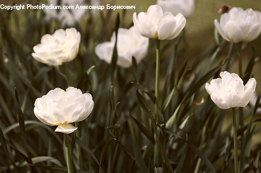 Blossom, Flora, Flower, Plant, Tulip, Peony, Crocus