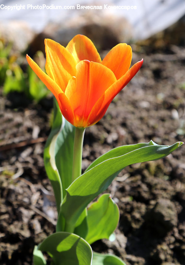 Blossom, Crocus, Flora, Flower, Plant, Tulip, Soil