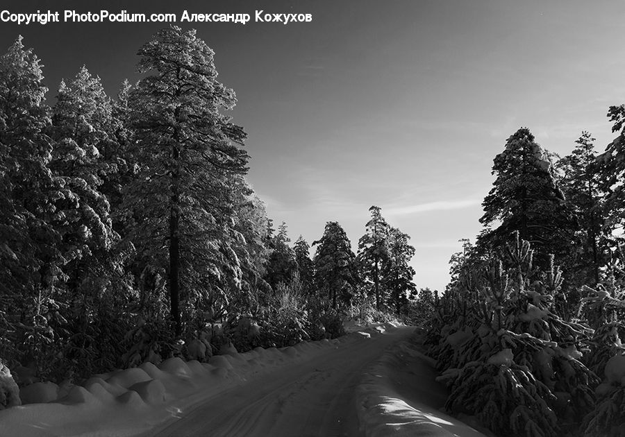 Conifer, Fir, Spruce, Wood, Plant, Tree, Bush