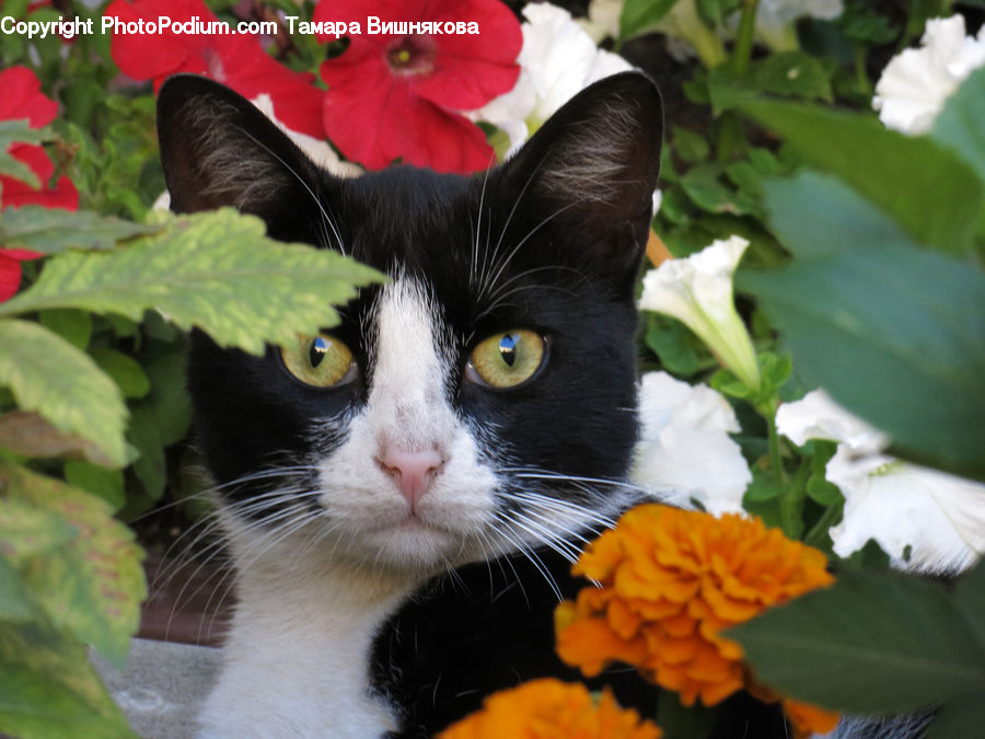 Plant, Potted Plant, Animal, Black Cat, Cat, Mammal, Pet