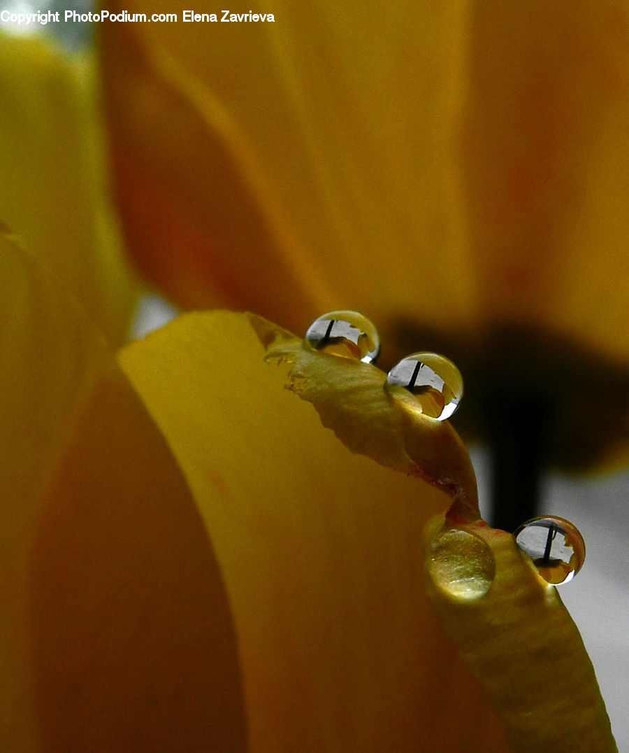 Droplet, Citrus Fruit, Fruit, Orange, Bling