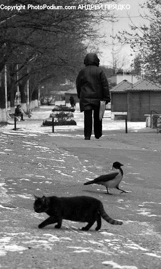 Human, People, Person, Bird, Park, Blackbird, Crow
