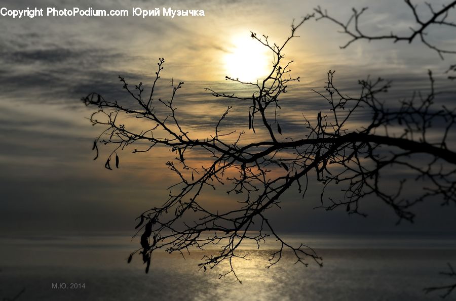 Fog, Plant, Tree, Flare, Light, Sunlight, Dusk