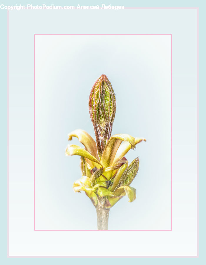 Greeting Card, Mail, Accessories, Art, Blossom, Flora, Flower
