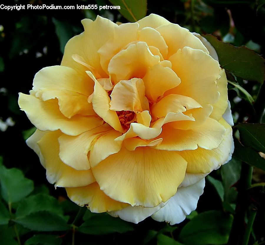 Blossom, Flora, Flower, Plant, Petal, Carnation, Lily
