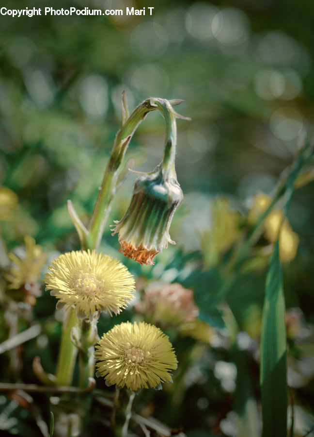 Blossom, Flora, Flower, Plant, Asteraceae, Pollen, Petal