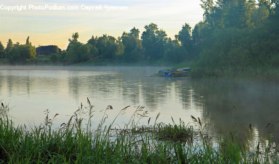 Field, Grass, Grassland, Plant, Reed, Lake, Outdoors
